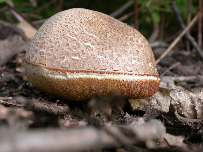 brown bolete