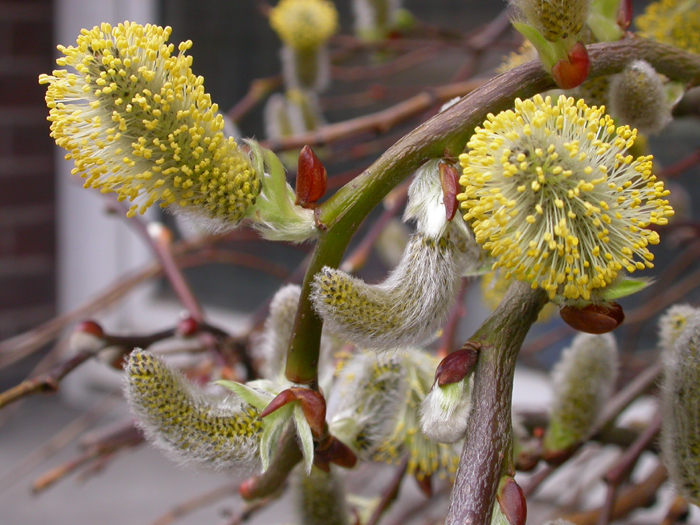 spring flowers