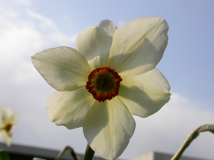 daffodil