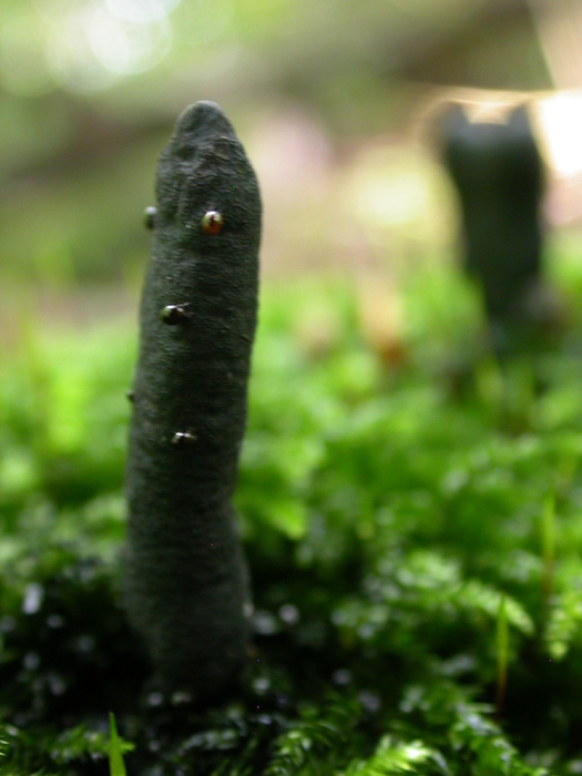 earth tongue