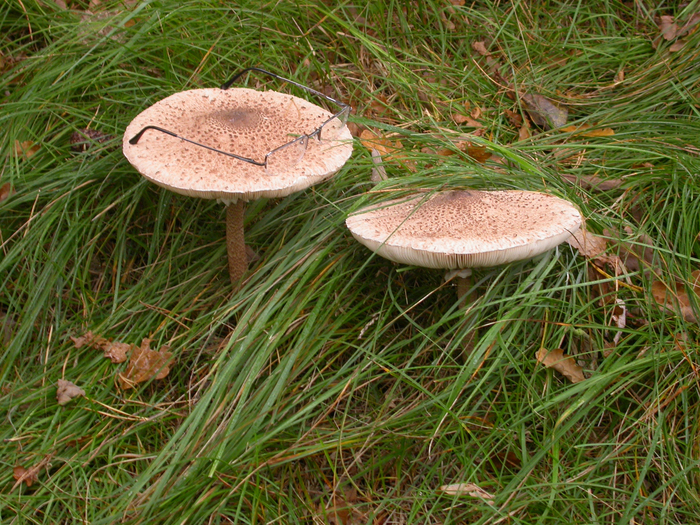 macrolepiota procera