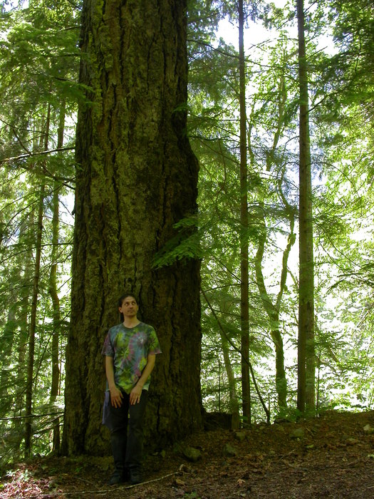 big tree