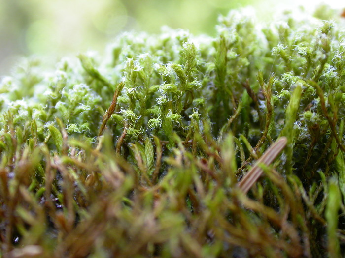 moss