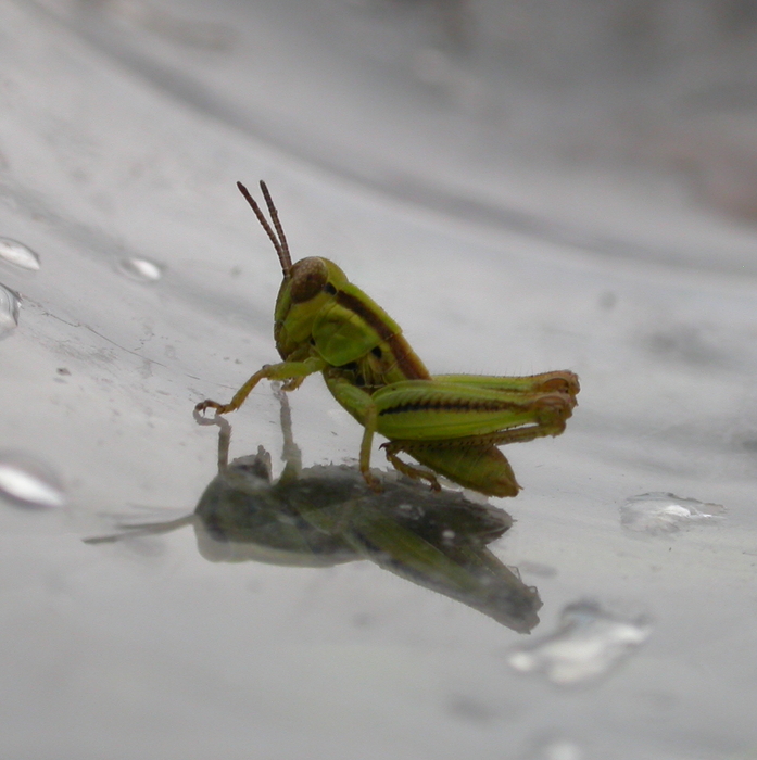 baby grasshopper