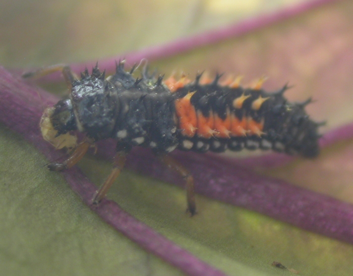 lady eating aphid