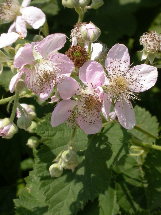 blackberry blossoms