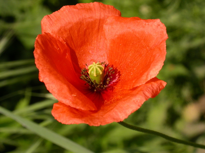 poppy