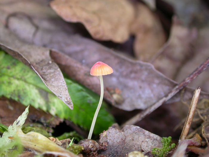 mushroom photo