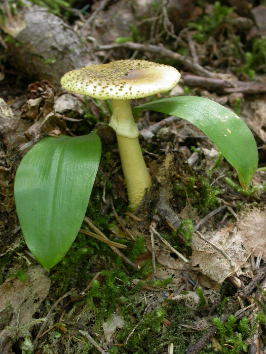 mushroom photo