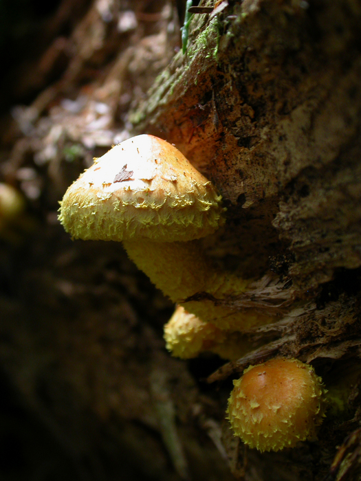 mushroom photo