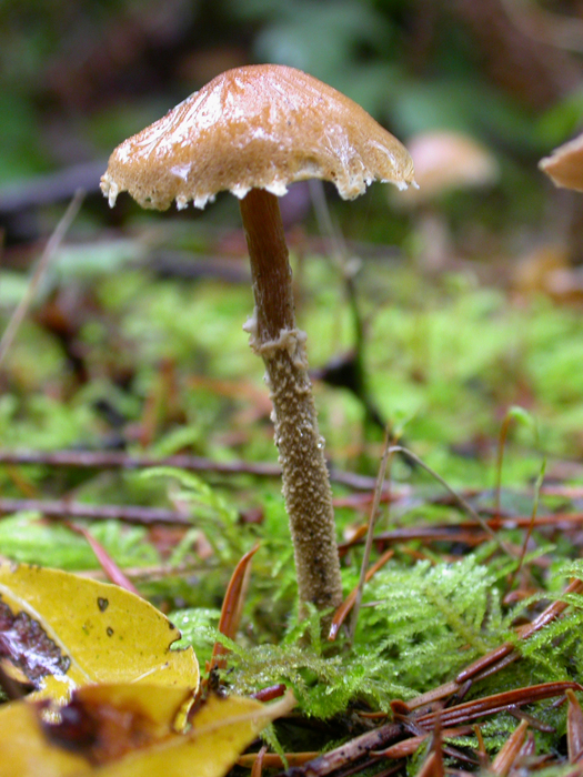 mushroom photo