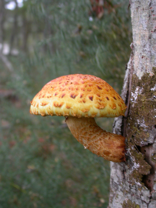 mushroom photo