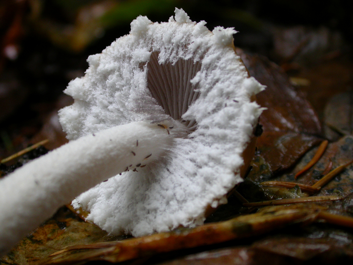 mushroom photo