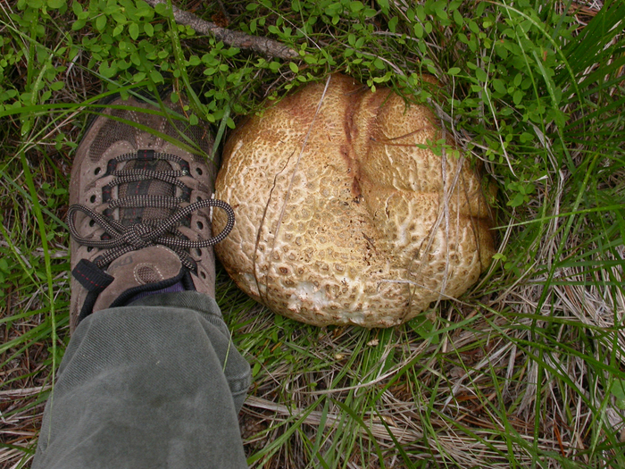 mushroom photo