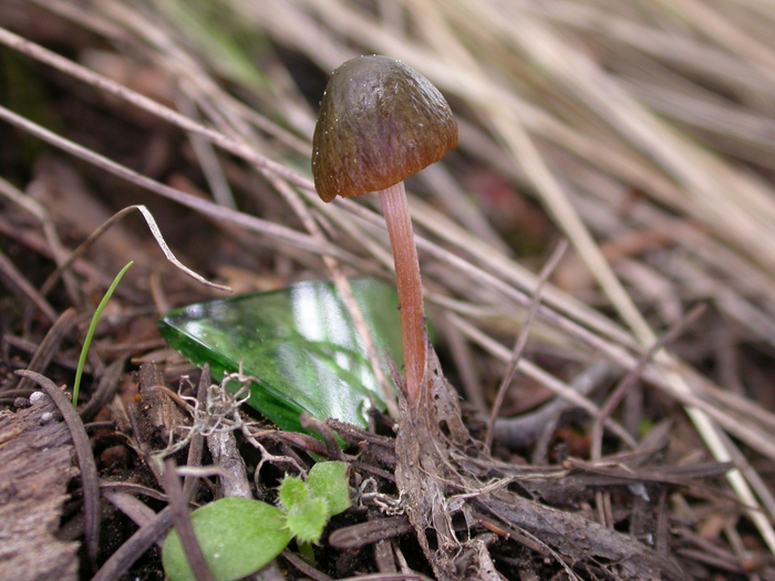 mushroom photo