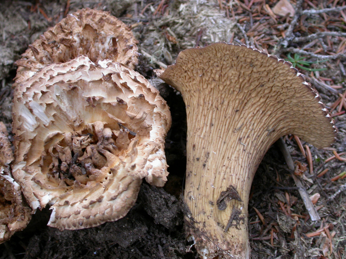 mushroom photo