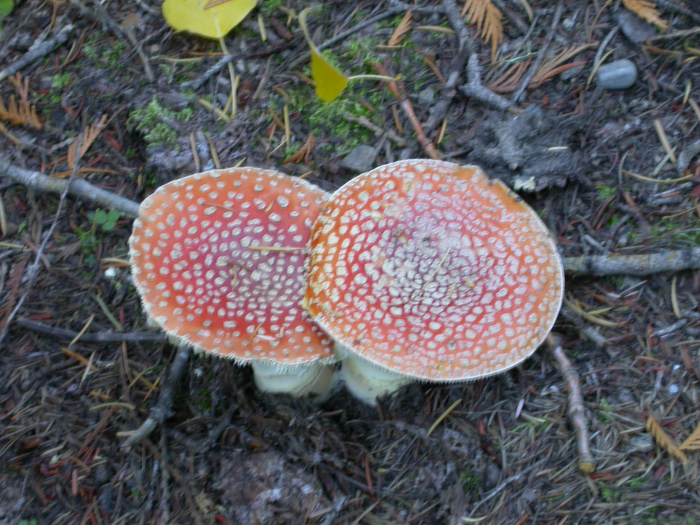 mushroom photo