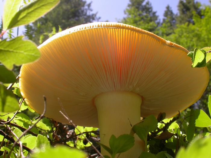 mushroom photo