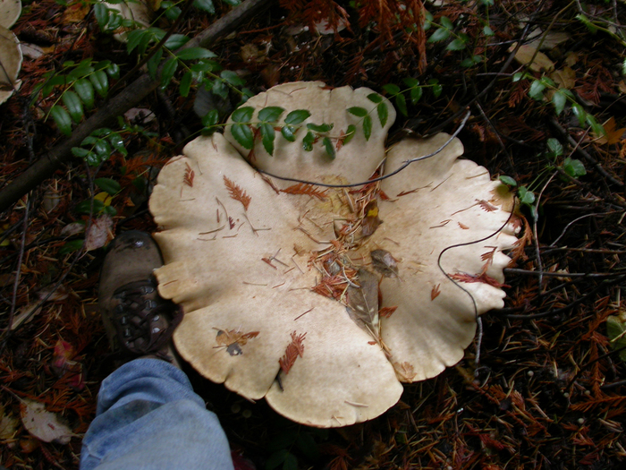 mushroom photo