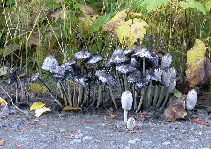 mushroom photo