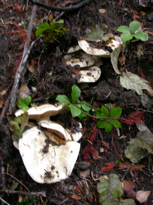 mushroom photo