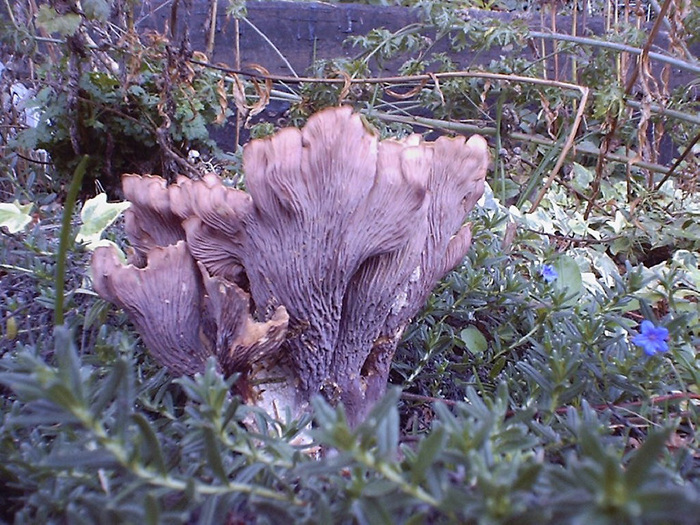 mushroom photo