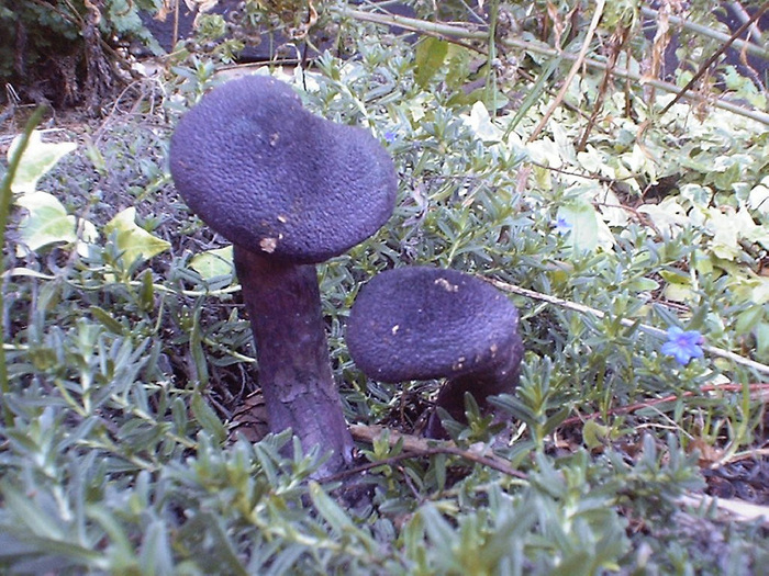 mushroom photo