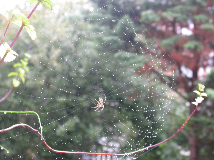 spider web