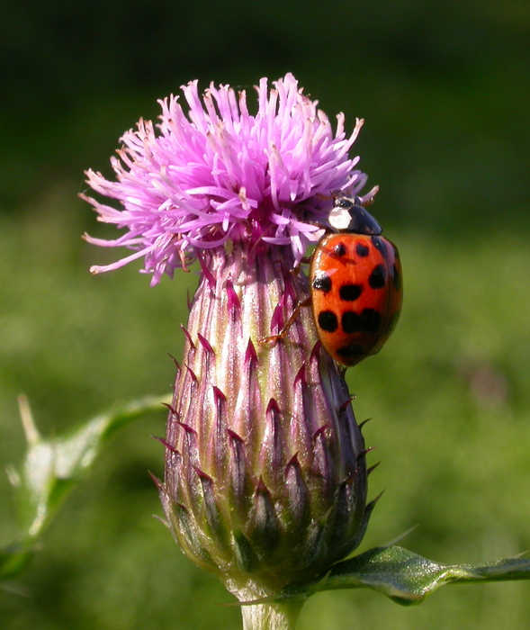 thistle ladybug