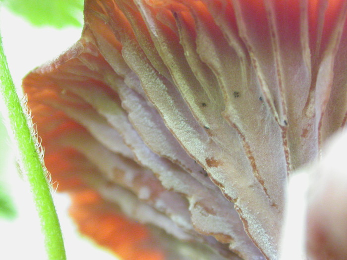 pink canthrellus folds