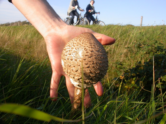 Macrolepiota procera