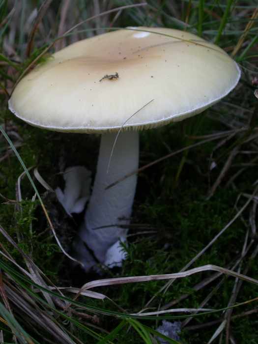 Amanita sp