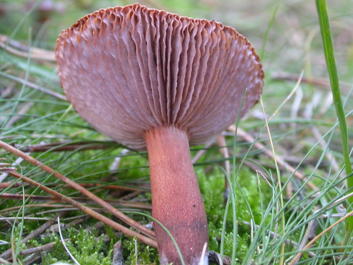 ruffled gills