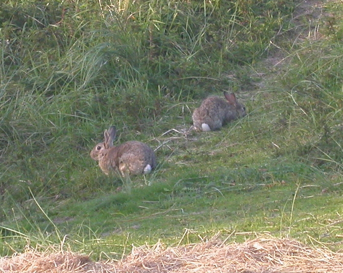 bunnies