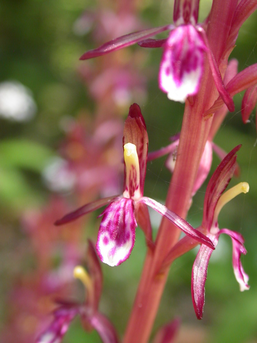 coralroot