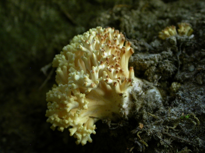 coral fungus