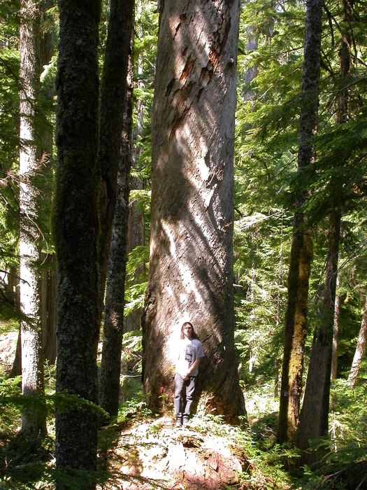 twisted tree